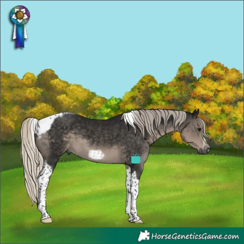 Horse Color:Gray Silver Smoky Black Tobiano Frame 