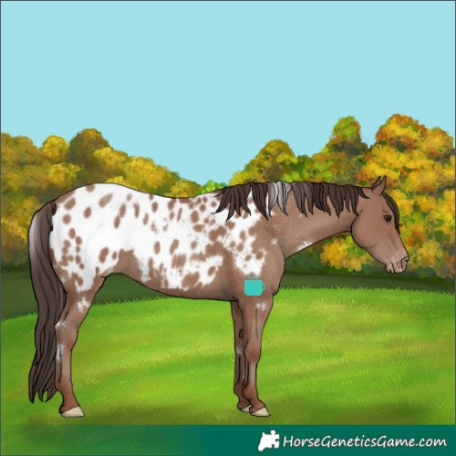 Horse Color:White Spotted Classic Champagne Appaloosa 