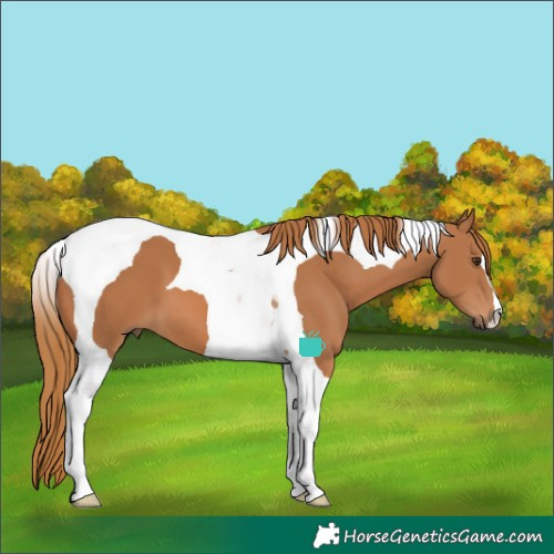 Horse Color:Chestnut Tobiano