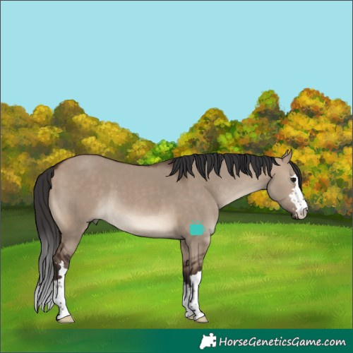 Horse Color:Brown Dun