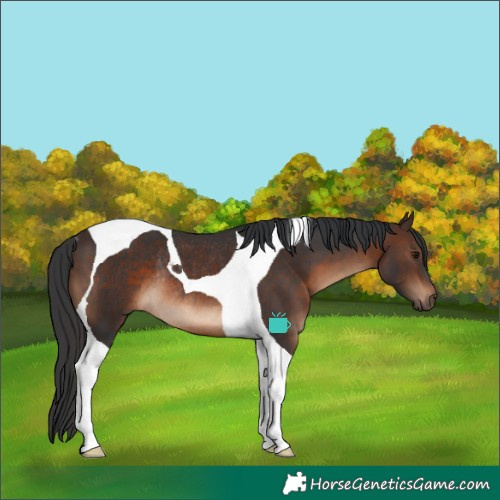 Horse Color:Brown Tobiano Rabicano 