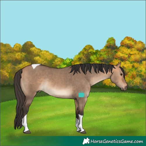 Horse Color:Bay Dun Tobiano Rabicano