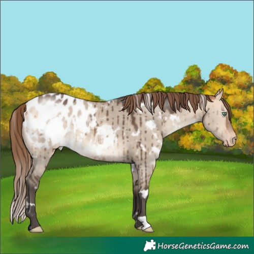 Horse Color:White Spotted Bay Dun Mushroom Appaloosa Brindle