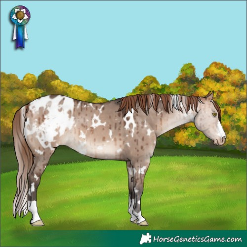 Horse Color:White Spotted Bay Dun Mushroom Appaloosa Brindle 