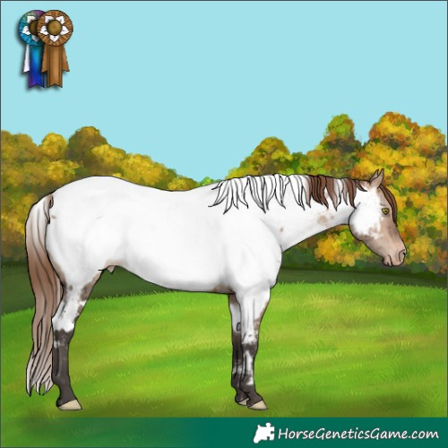 Horse Color:White Spotted Bay Dun Mushroom Appaloosa Brindle 
