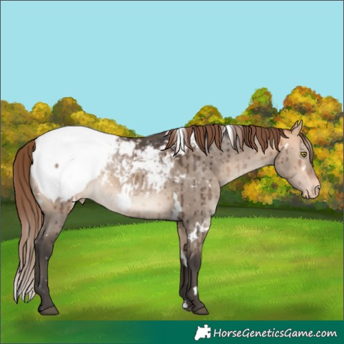 Horse Color:White Spotted Bay Dun Mushroom Snowcap Brindle 