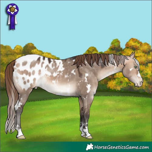 Horse Color:White Spotted Bay Dun Mushroom Appaloosa