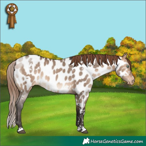 Horse Color:White Spotted Bay Dun Mushroom Appaloosa