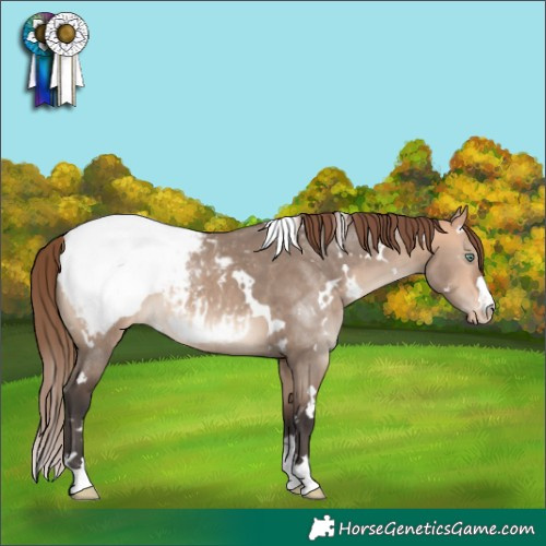 Horse Color:White Spotted Bay Dun Mushroom Appaloosa