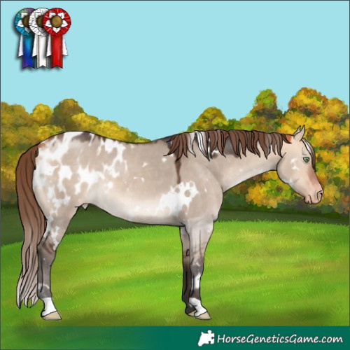 Horse Color:White Spotted Bay Dun Mushroom Appaloosa 