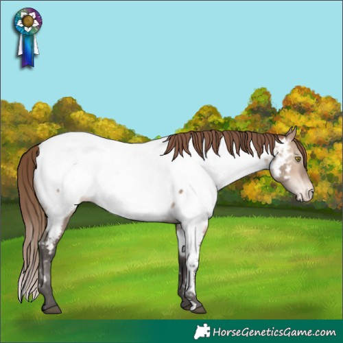 Horse Color:White Spotted Bay Dun Mushroom Appaloosa