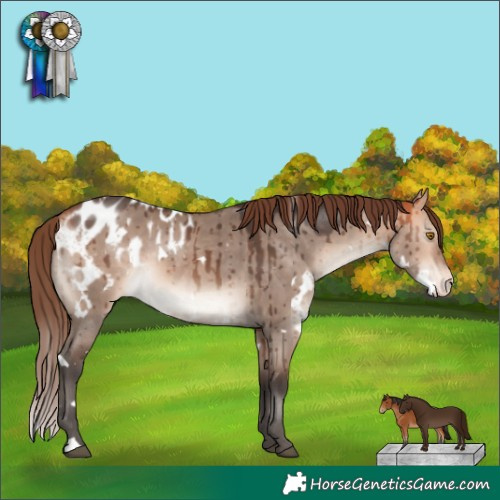 Horse Color:White Spotted Bay Dun Mushroom Appaloosa Brindle 