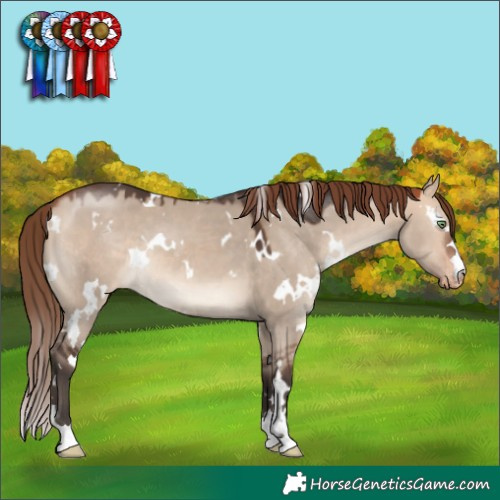 Horse Color:White Spotted Bay Dun Mushroom Appaloosa