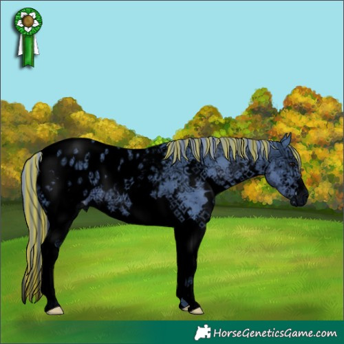 Horse Color:Void Painted Watercolor White Spotted Chocolate Black Ice Splash Appaloosa