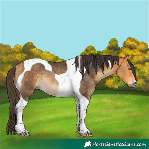 Horse Color:Buckskin Tobiano Rabicano 
