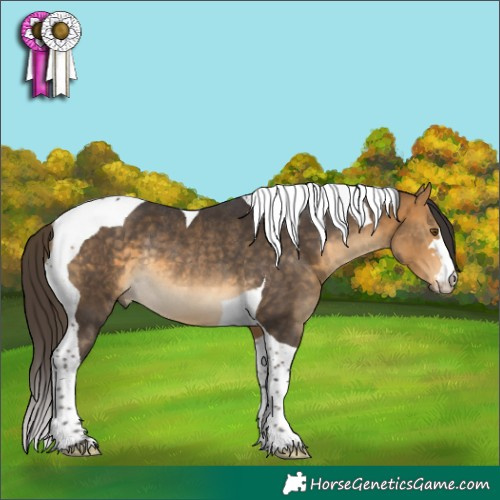Horse Color:Buckskin Tobiano Rabicano