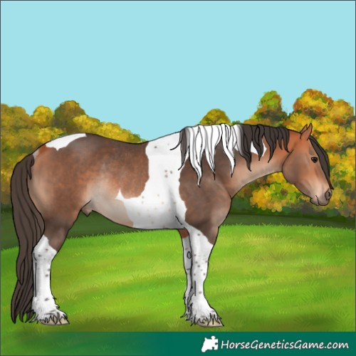 Horse Color:Bay Tobiano Rabicano