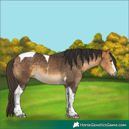 Horse Color:Buckskin Tobiano