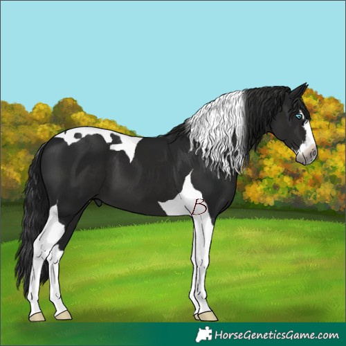 Horse Color:Gray Black Splash Tobiano