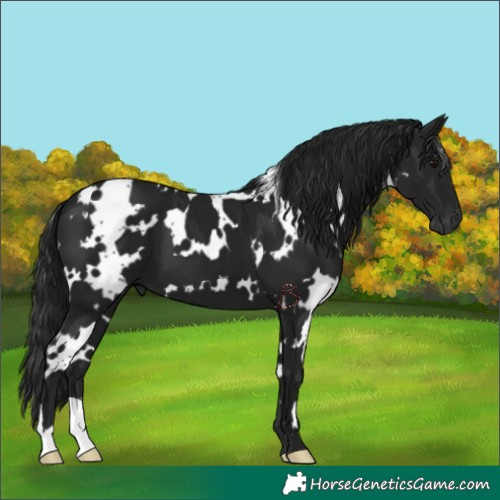 Horse Color:Gray White Spotted Black