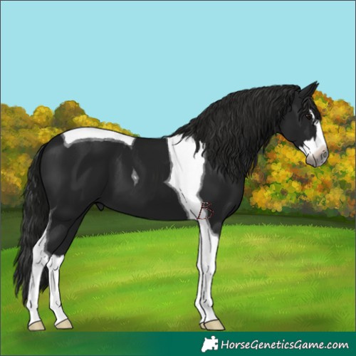 Horse Color:Gray Black Splash Tobiano 