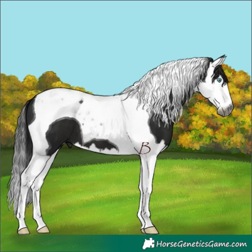 Horse Color:Gray Black Splash Tobiano