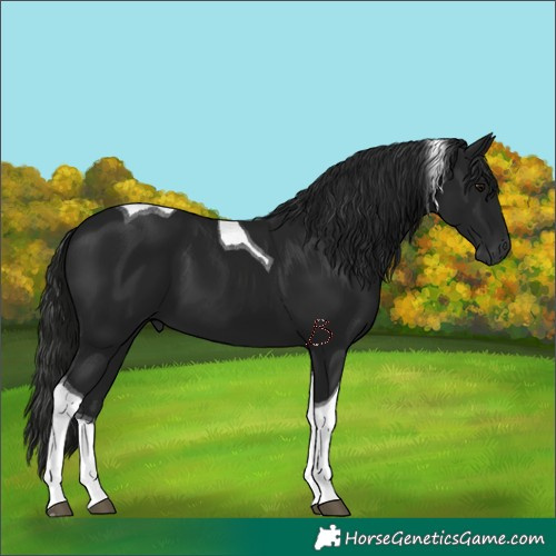 Horse Color:Gray Black Tobiano