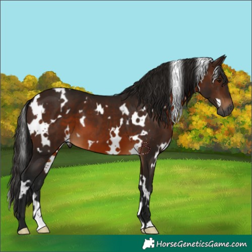 Horse Color:Gray White Spotted Bay 