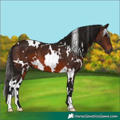 Horse Color:Gray White Spotted Bay