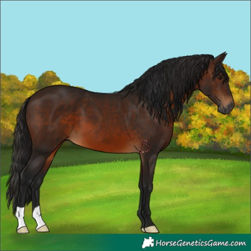 Horse Color:Gray Bay