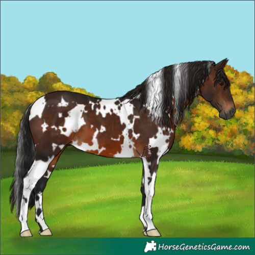 Horse Color:Gray White Spotted Bay 
