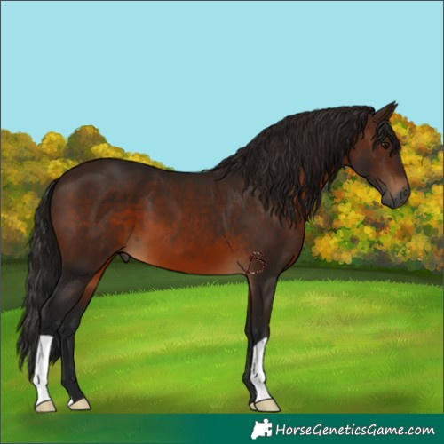Horse Color:Gray Bay 