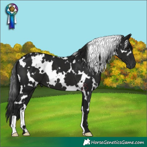 Horse Color:Gray White Spotted Smoky Black 