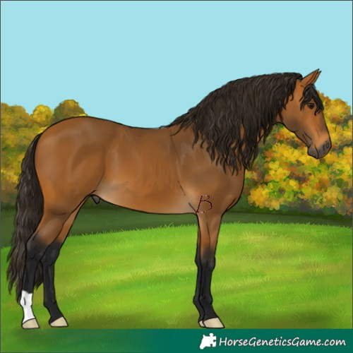 Horse Color:Gray Buckskin