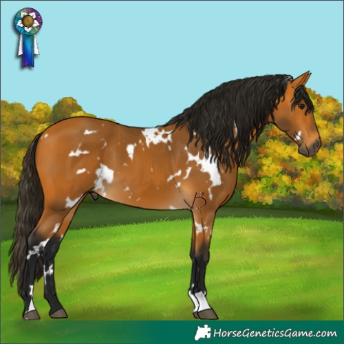 Horse Color:Gray White Spotted Buckskin 