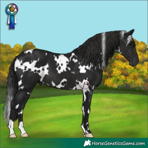 Horse Color:Gray White Spotted Black 