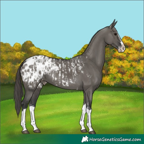 Horse Color:Grullo Sabino Splash Blanket  and Grullo Sabino Splash Blanket 