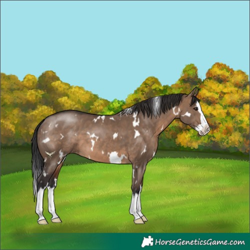 Horse Color:White Spotted Brown Dun Splash