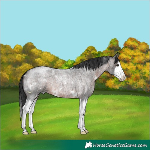Horse Color:White Spotted Brown Roan Splash
