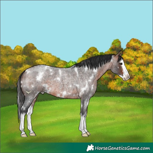 Horse Color:White Spotted Bay Roan Splash 