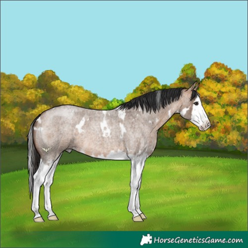 Horse Color:White Spotted Bay Roan Dun Splash