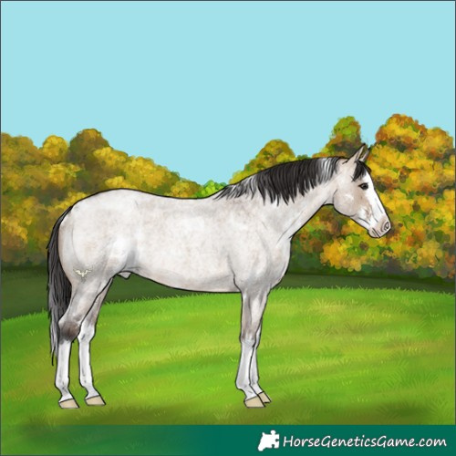 Horse Color:White Spotted Brown Roan Dun Splash 