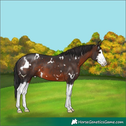 Horse Color:White Spotted Brown Splash 