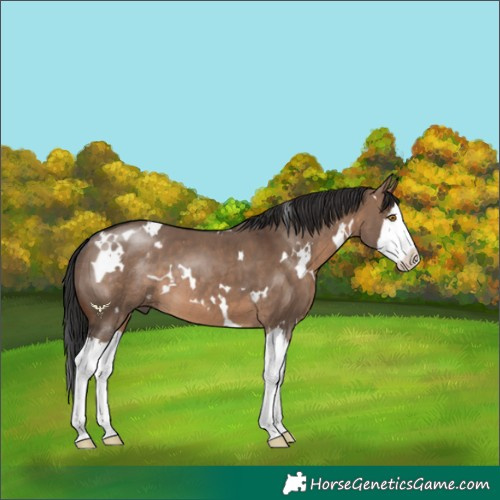 Horse Color:White Spotted Brown Dun Splash