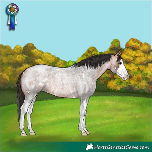 Horse Color:White Spotted Bay Roan Splash 