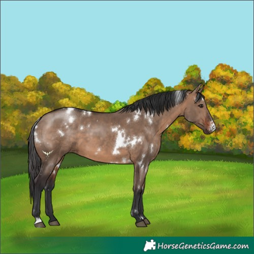 Horse Color:White Spotted Brown Dun 