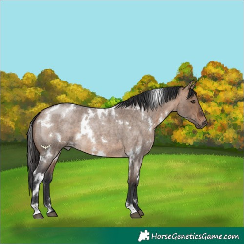 Horse Color:White Spotted Bay Roan Dun