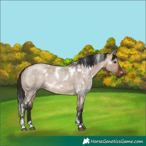 Horse Color:White Spotted Bay Roan Dun 