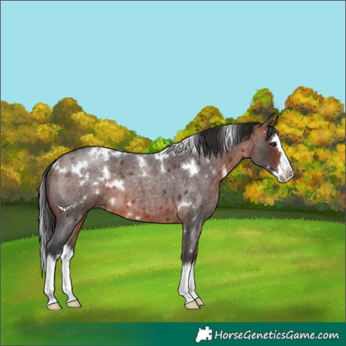 Horse Color:White Spotted Bay Roan Splash