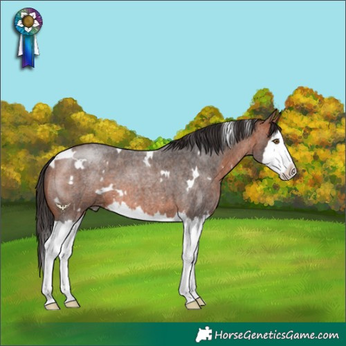 Horse Color:White Spotted Bay Roan Splash 